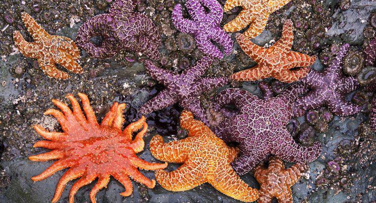 ¿De qué color son las estrellas de mar?