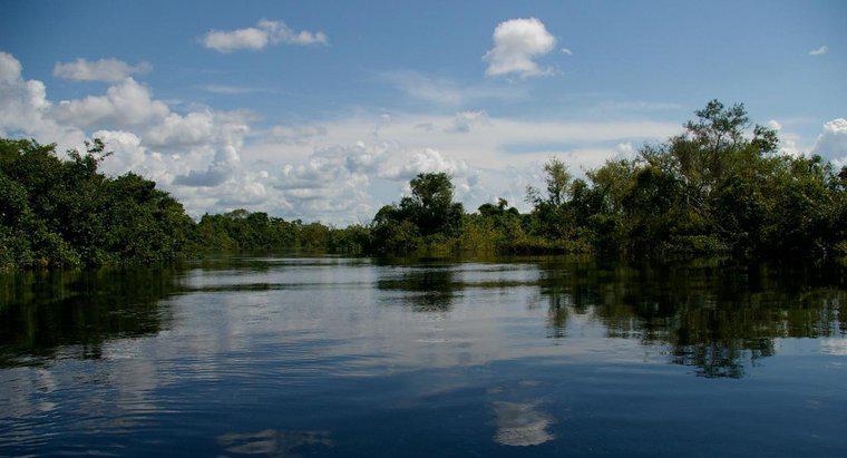 ¿Cuáles son los usos del río Amazonas?