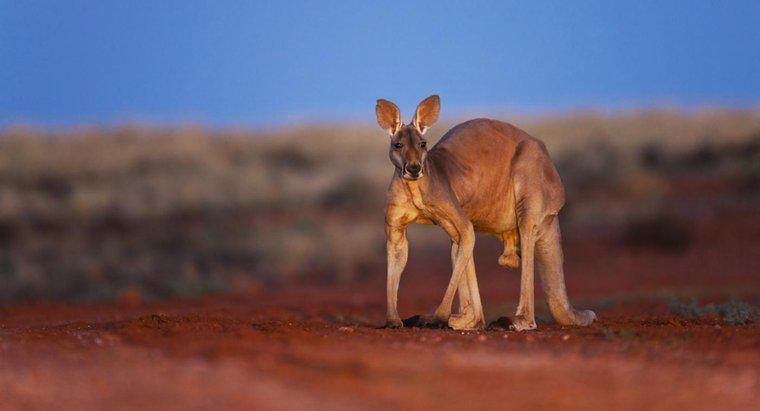 ¿Qué es el animal nacional de Australia?