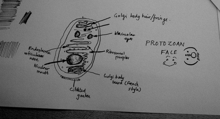 ¿Cuáles son los tipos de protozoos?