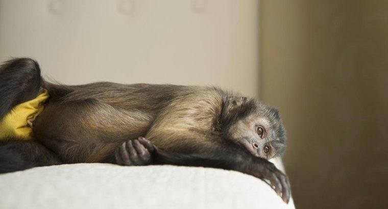 ¿Los monos capuchinos son buenas mascotas?