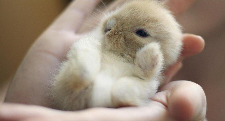 ¿Cuánto tiempo se quedan los conejos bebés con su madre?