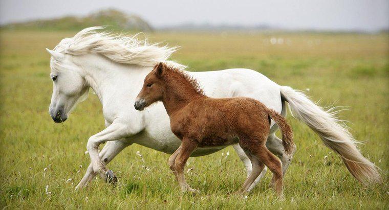 ¿Cuál es el nombre de un bebé caballo?