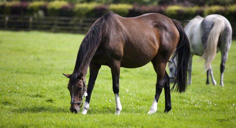 ¿Cuál es el peso promedio de un caballo en plena adultez?