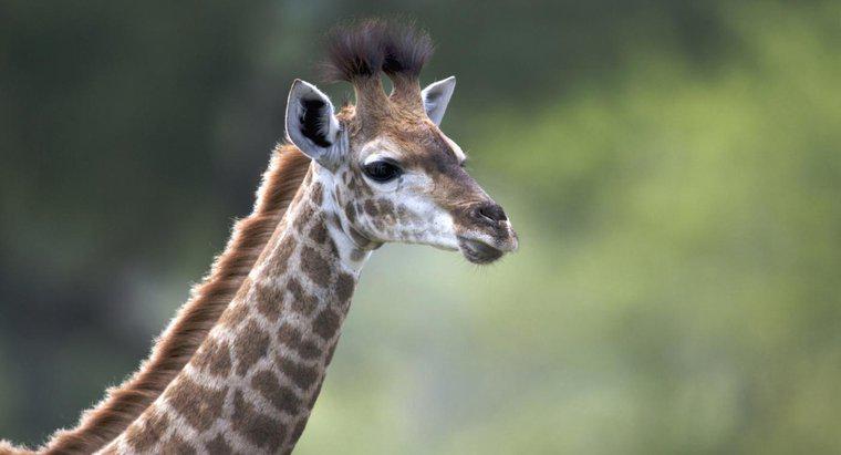 ¿Qué tan grande es una jirafa bebé?