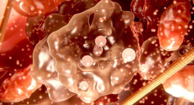 ¿Cuál es la diferencia entre citoplasma y protoplasma?