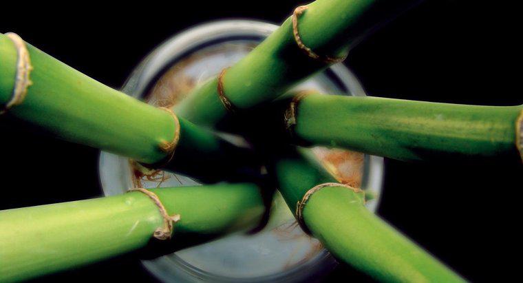 ¿Cómo se reproduce el bambú?
