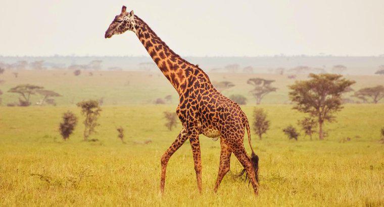 ¿Cuáles son algunos hechos sobre la anatomía de la jirafa?