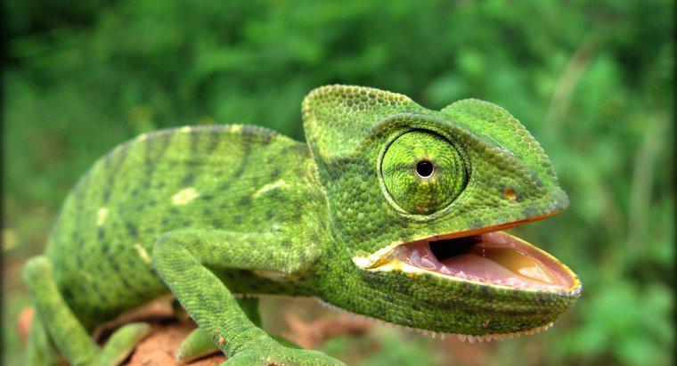 ¿Cuáles son las características de un reptil?