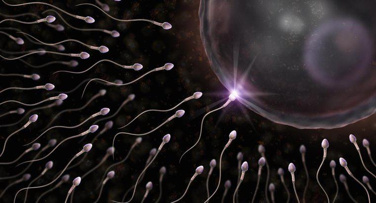 ¿Por qué una célula de esperma tiene una cola?