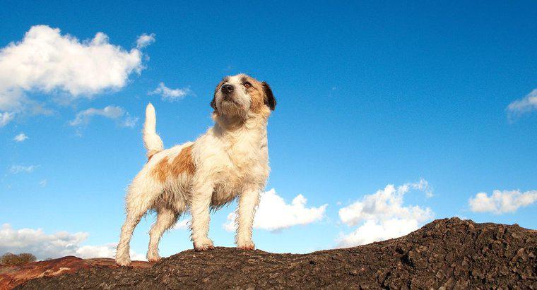 ¿Qué es un Jack Russell Terrier de pelo de alambre?