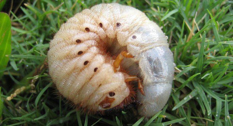 ¿Qué es un gusano Grub?