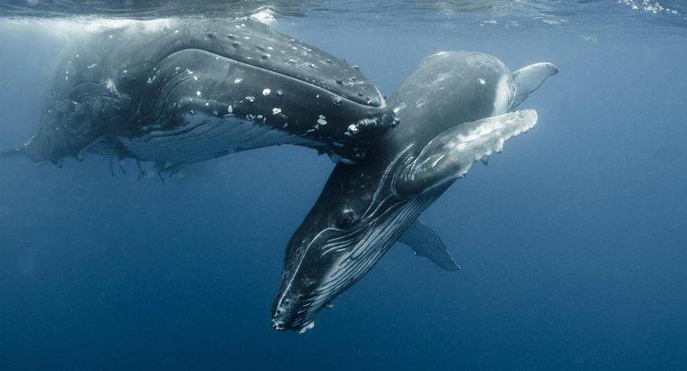 ¿Cuál es el nombre de una ballena bebé?