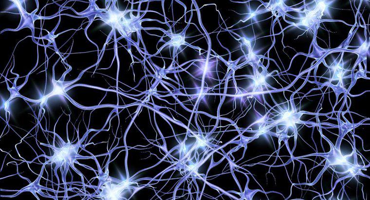 ¿Cómo transmiten las neuronas los impulsos eléctricos?