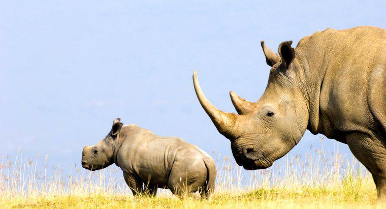 ¿De qué está hecho el cuerno de un rinoceronte?