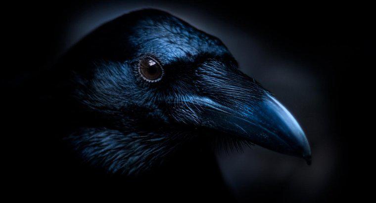 ¿Cuáles son los temas principales del poema de Edgar Allan Poe "El cuervo"?