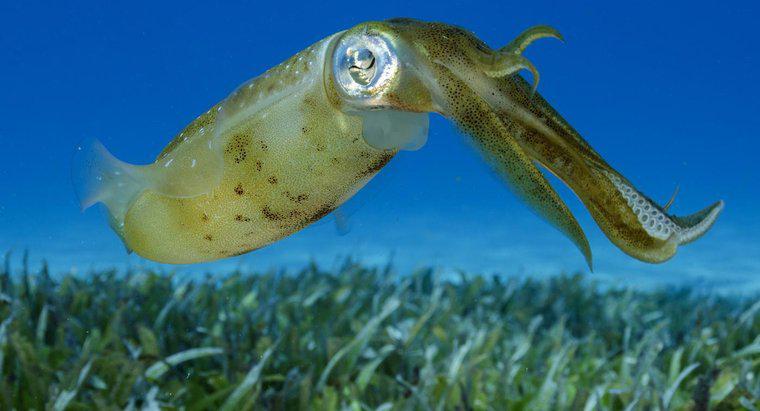 ¿Cuánto tiempo viven los calamares?