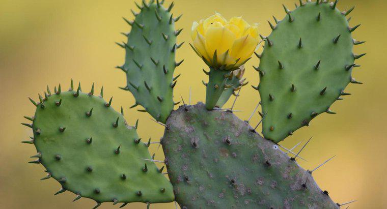 ¿Cómo se puede matar a un cactus?