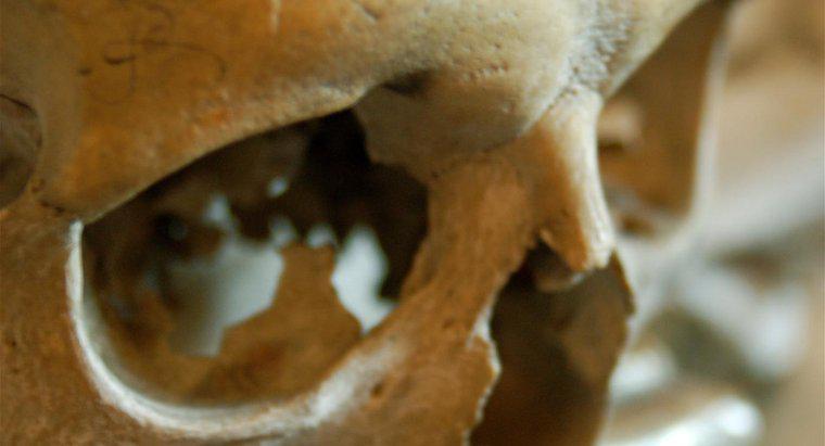 ¿Qué tan grueso es el cráneo humano?