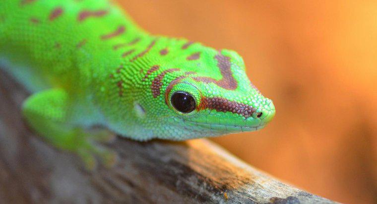 ¿Dónde viven los geckos?