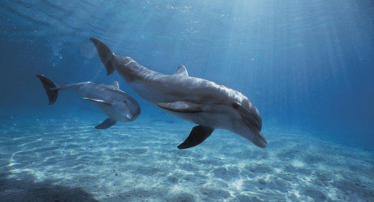 ¿Cuál es el nombre científico de un delfín?