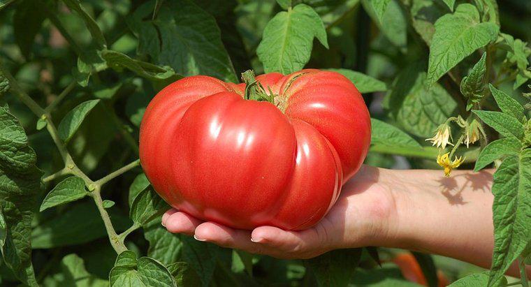 ¿Cómo cultivar tomates grandes?