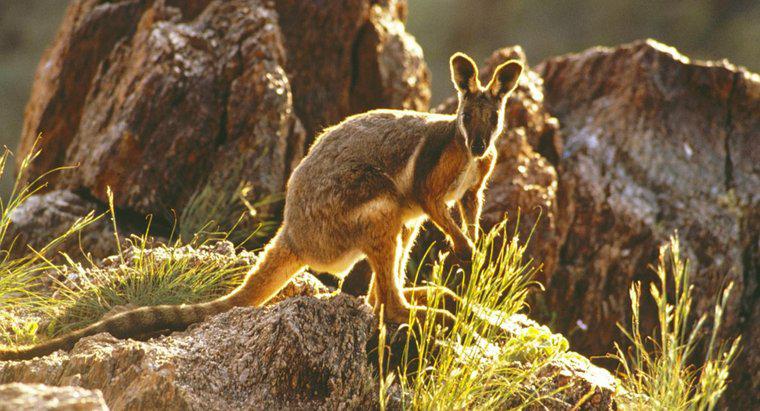 ¿Cuáles son las características físicas de un Wallaby?