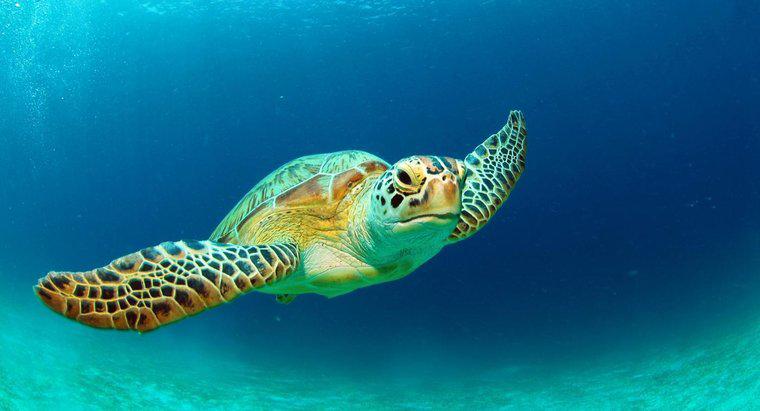 ¿Cuáles son algunos hechos acerca de las tortugas marinas verdes?