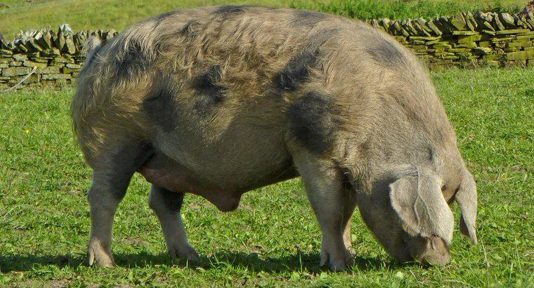 ¿Cómo se llama un cerdo macho?