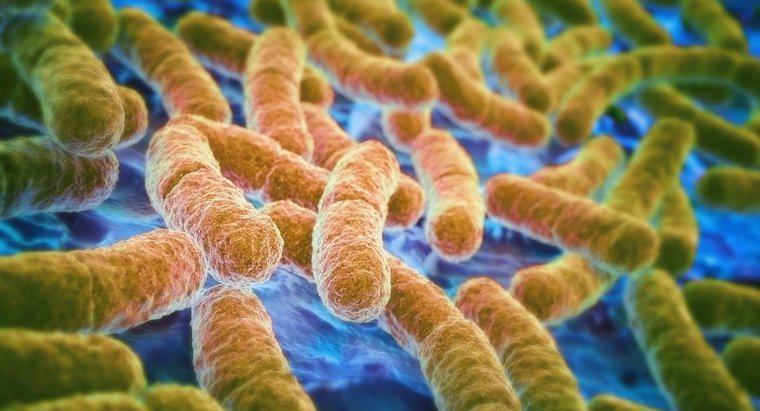 ¿Cuáles son las causas y síntomas de E. coli?