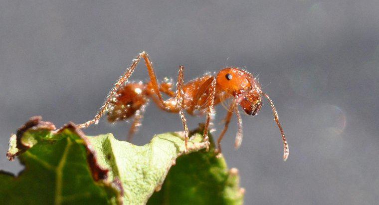 ¿Dónde viven las hormigas de fuego?