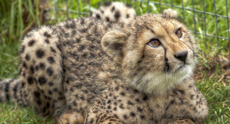 ¿Cómo se puede mantener un guepardo como mascota?