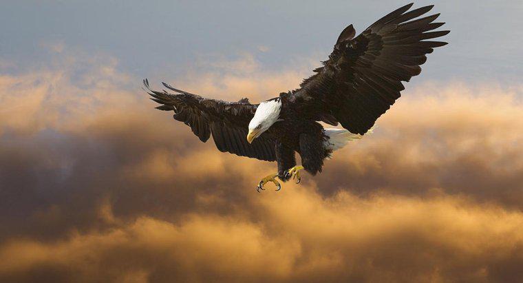 ¿Por qué el águila calva representa a América?