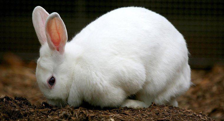 ¿Cuáles son las etapas del ciclo de vida de un conejo?