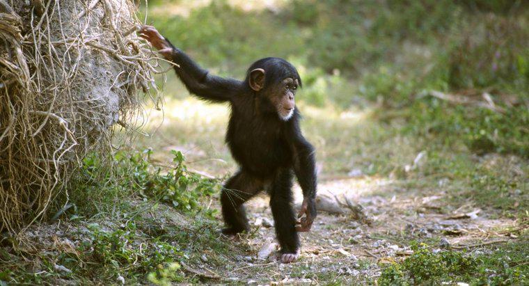 ¿Por qué los chimpancés juegan con las muñecas?
