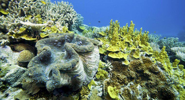 ¿Qué es un ejemplo de mutualismo en el océano?