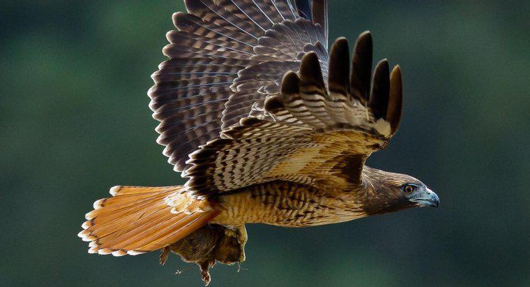 ¿Qué es el hábitat de un halcón?
