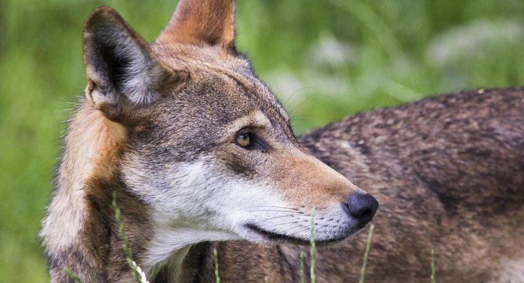 ¿Cuáles son algunos hechos interesantes sobre los lobos rojos?