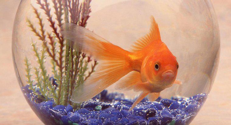 ¿Qué es el hábitat de un pez de colores?
