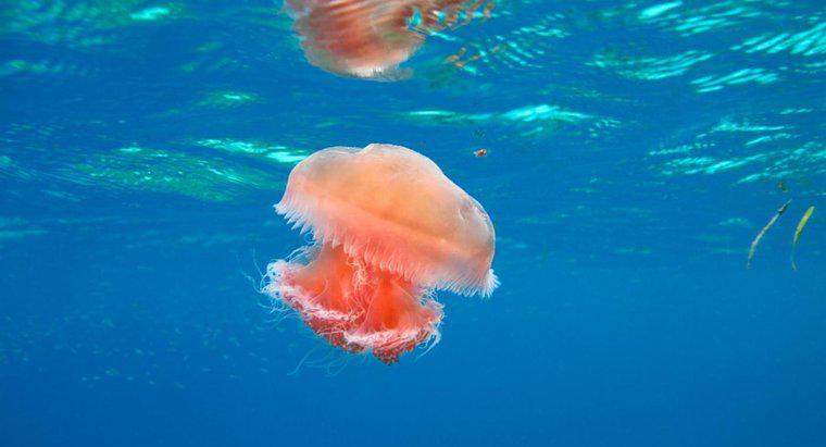 ¿Son las medusas carnívoras, herbívoras o omnívoras?