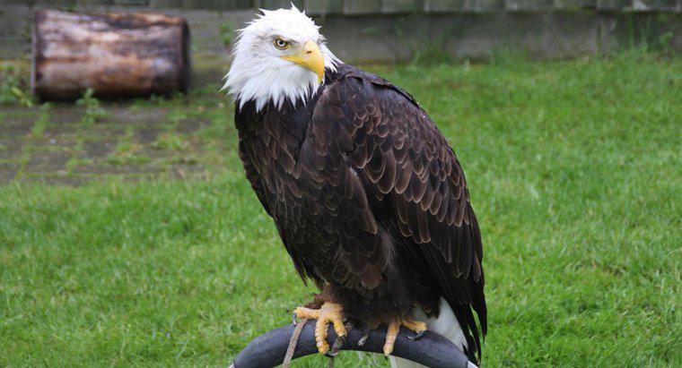 ¿Qué son los depredadores de águilas calvas?
