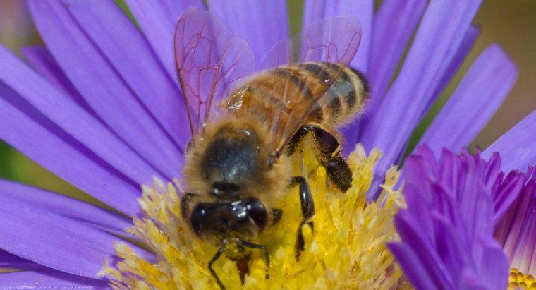 ¿Qué es el hábitat de una abeja de miel?