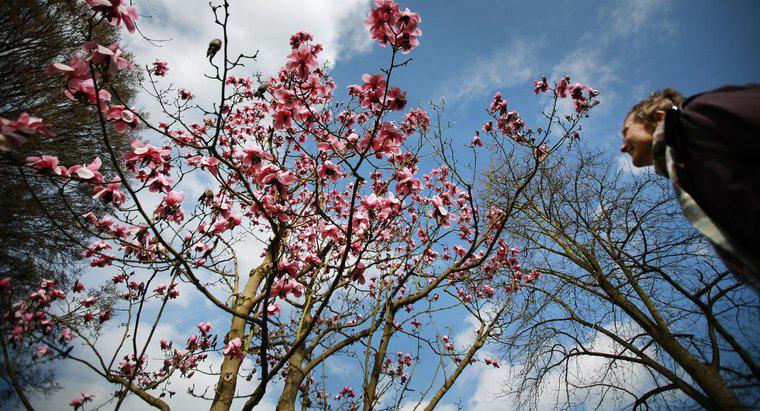 ¿Cómo puedo enraizar un corte de un árbol de magnolia?
