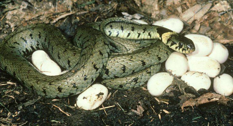 ¿Cómo nacen las serpientes?