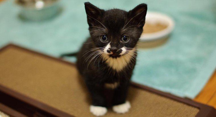 ¿Cuáles son algunos buenos nombres de gatito en blanco y negro?