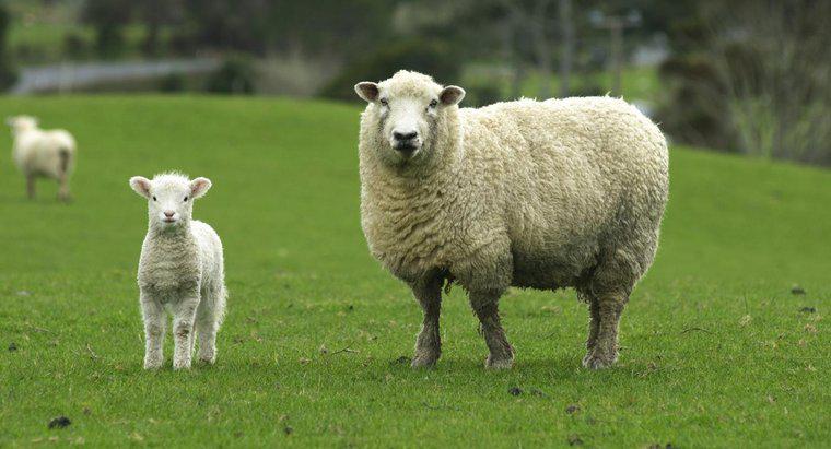 ¿Cuánto tiempo está embarazada una oveja?