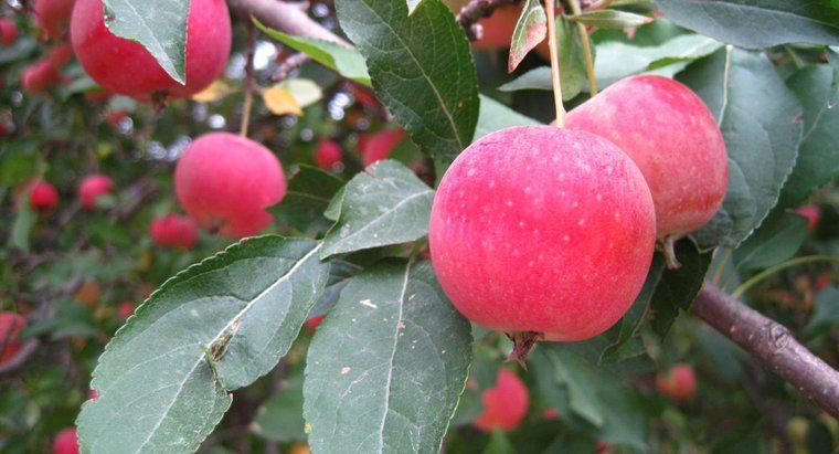 ¿Son comestibles las manzanas silvestres?