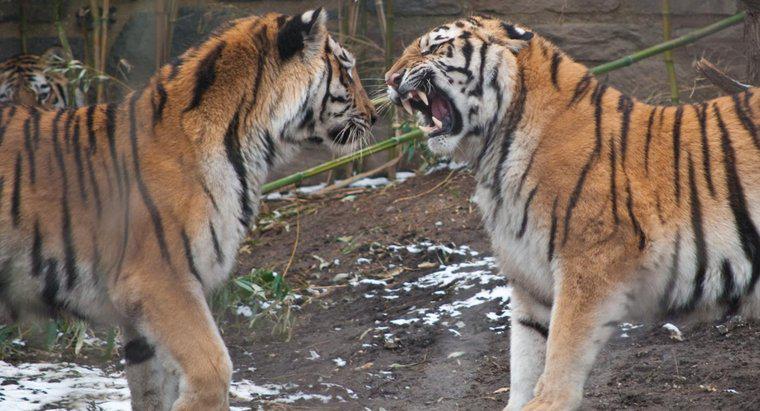 ¿Quiénes son los depredadores de los tigres?
