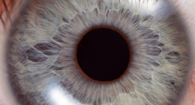 ¿Dónde está el punto ciego de la retina?