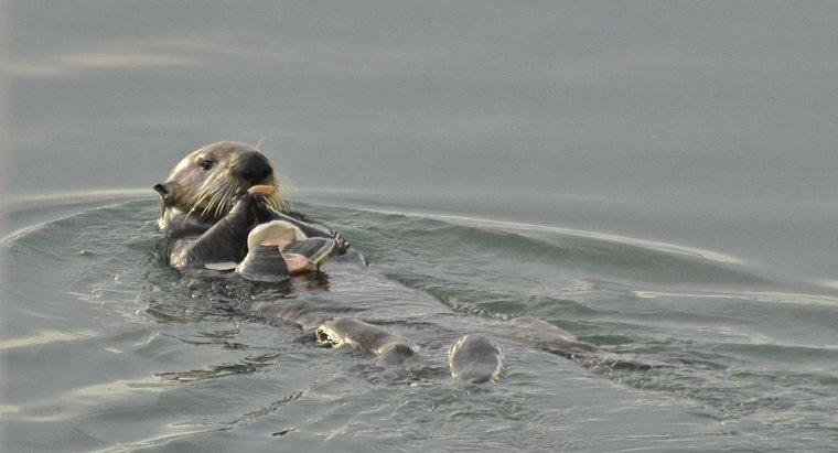 ¿Por qué están en peligro las nutrias de mar?